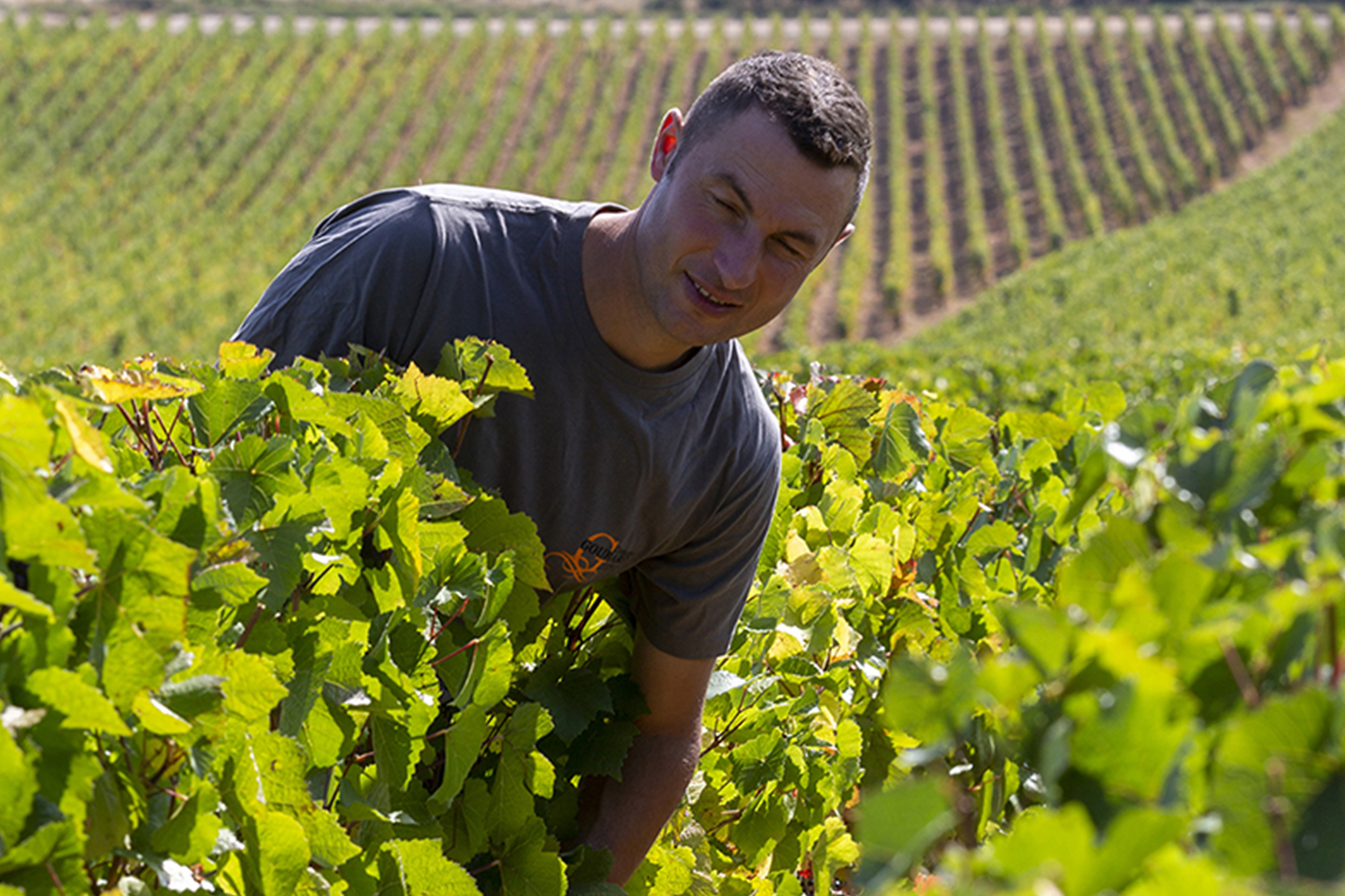 Vincent Goubard, travaille les vignes sur le Mont Avril et à Givry