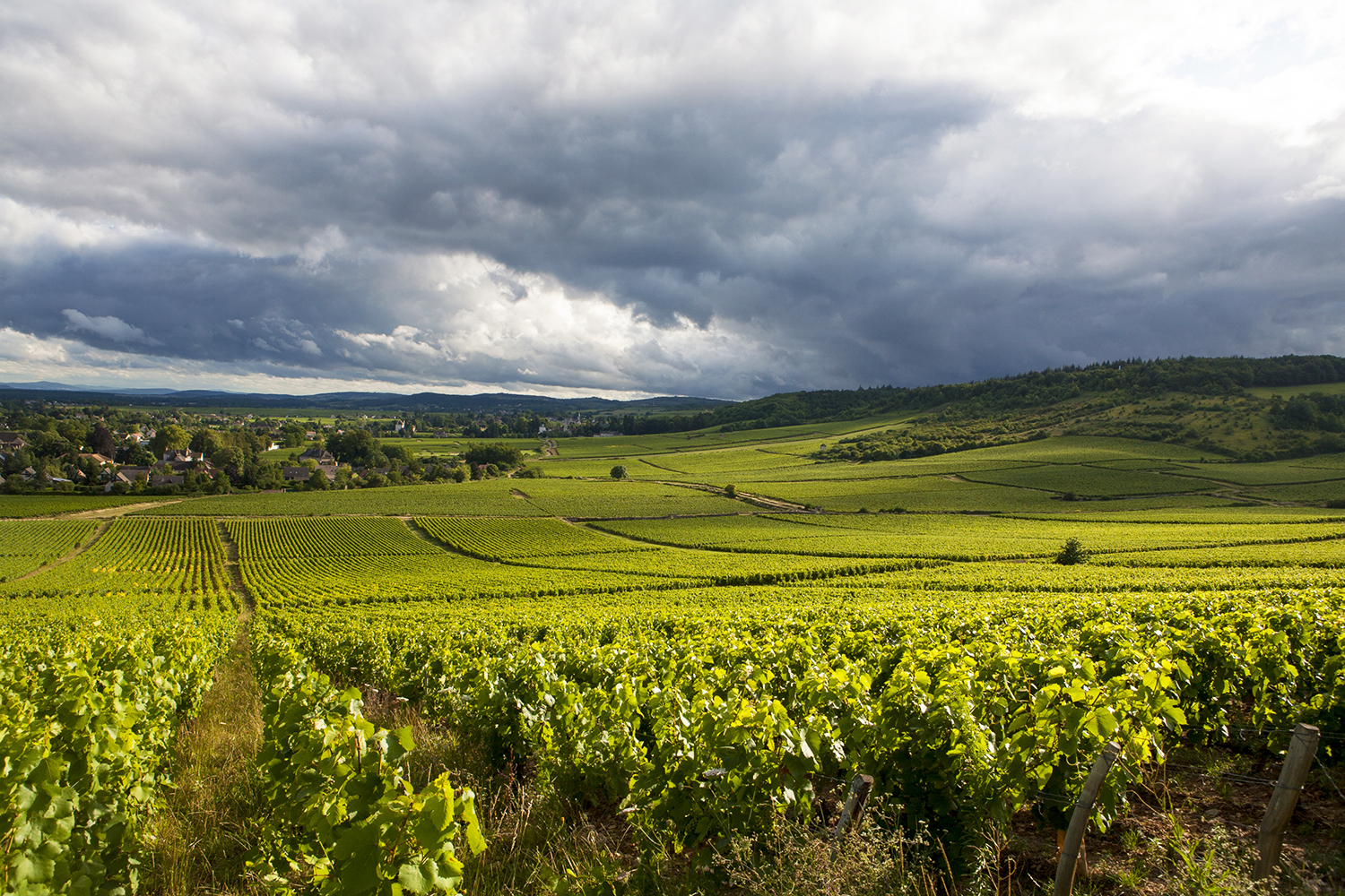 Vignes de la Côte Chalonnaise produits d’appellation Givry