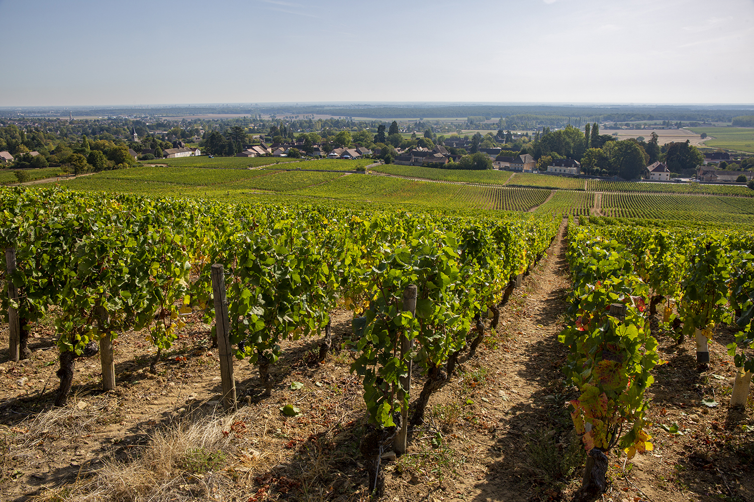 Nos vignes de la Côte Chalonnaise destinées à la réalisation du Givry 1er cru