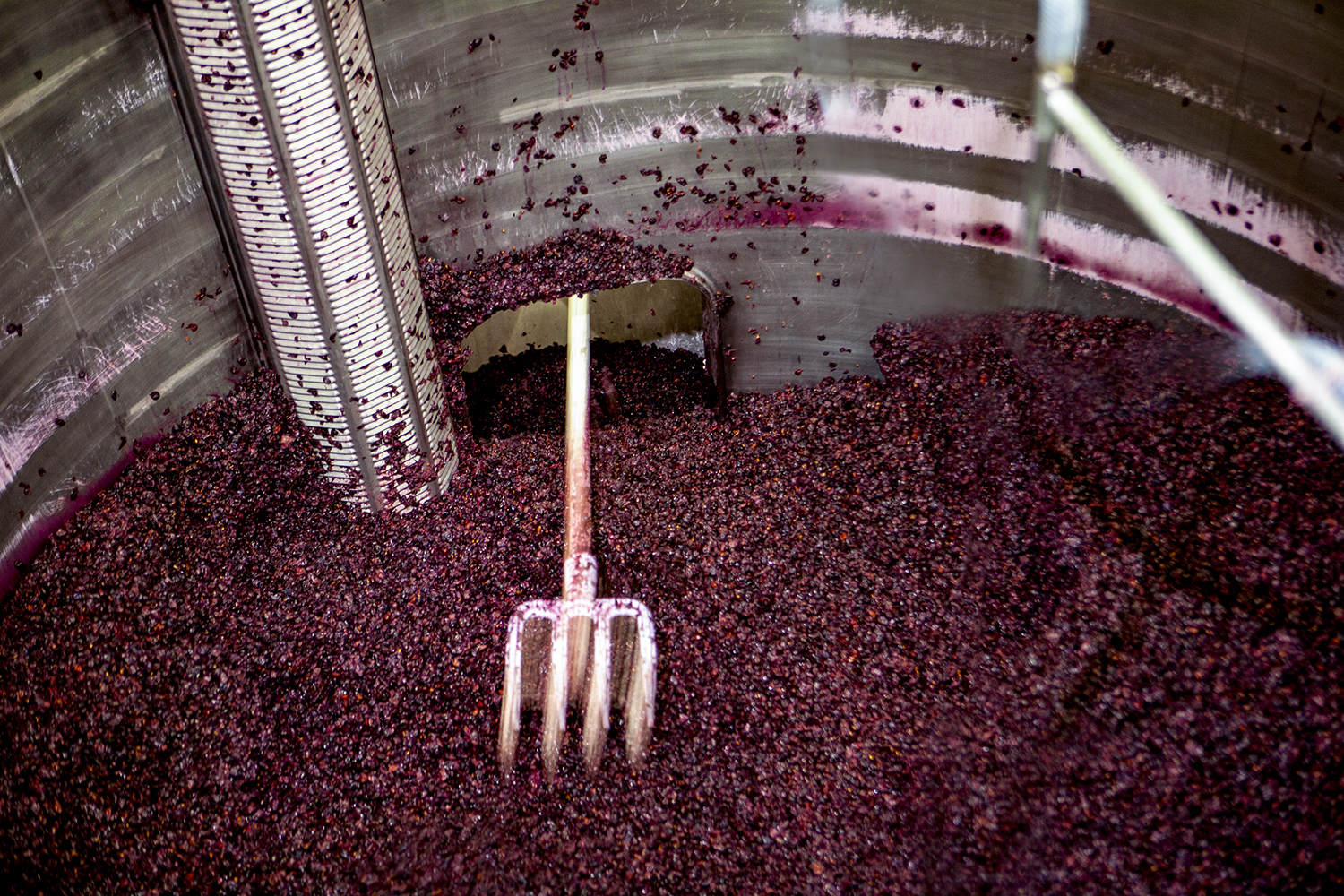 Vinification de Pinot Noir de la côte Chalonnaise